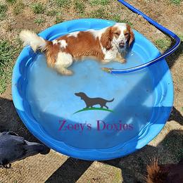 Gizmo - Dachshund