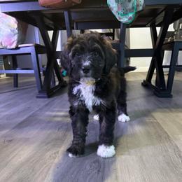 Yellow - female Bernedoodle puppy in Delton, Michigan from Rocky Top Acres