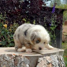 Juni - Blue merle female Miniature Australian Shepherd puppy in Shingletown, California from Whiskeytown Aussies