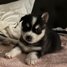 Little Boy - Black and white male Alaskan Klee Kai puppy in Little Elm, Texas from Lakeside Alaskan Klee Kai