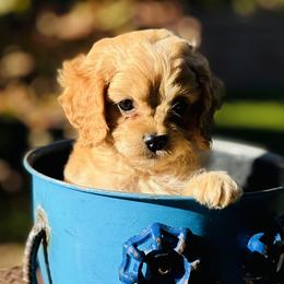 Cavapoo and Cockapoo Puppies from Disney Doodles