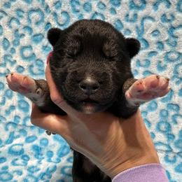 AKC Benjamin - Black male Siberian Husky puppy in Centreville, Maryland from Huskies By the Bay