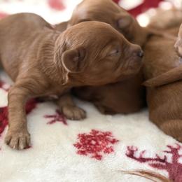 Cavapoo Puppies from Country Club Cavapoos