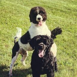 Lagotto Romagnolo and Portuguese Water Dog Puppies from Shooting Star Water Dogs