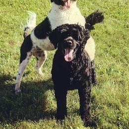 Lagotto Romagnolo and Portuguese Water Dog Puppies from Shooting Star Water Dogs