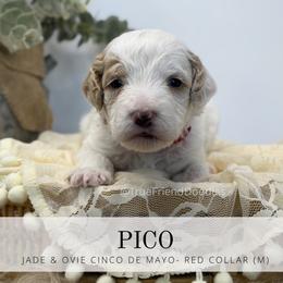 PICO- Red Collar - Parti male Goldendoodle puppy in Watertown, New York from True Friend Doodles