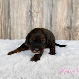 Mocha - Red female Australian Labradoodle puppy in Wamego, Kansas from Doodles of Oz