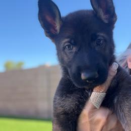 Pup3 - Sable female German Shepherd puppy in Surprise, Arizona from Vom Wustefeuer German Shepherds