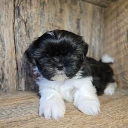 Birdie - Brindle and white female Shih Tzu puppy in Mountain Grove, Missouri from Precious Puppies