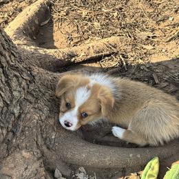 Princess - Red female Pembroke Welsh Corgi puppy in Millsap, Texas from Punchy Pembroke Ranch