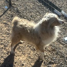 Cinder - Miniature Australian Shepherd