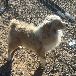 Cinder - Miniature Australian Shepherd