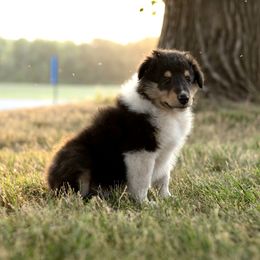 Todd - Black white and tan Collie puppy in Argyle, Iowa from Redside Rough Collies
