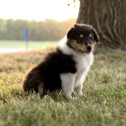 Todd - Black white and tan Collie puppy in Argyle, Iowa from Redside Rough Collies