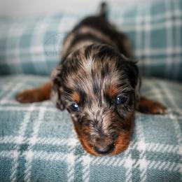 Crush - Dapple male Dachshund puppy in Temecula, California from Naomi Magee's Dachshund Kennel