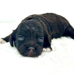 Black collar boy - Brown and tan male Cockapoo puppy in Oologah, Oklahoma from Timber Hills Poodles and Doodles