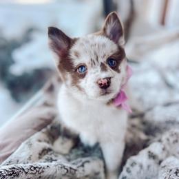 Macaroni - Merle female Pomsky puppy in Cleveland, Ohio from Lake Point Pomskies