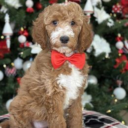 Sammy - Lavendar - Red  female Goldendoodle puppy in Yuciapa, California from AlltheDoodlez_