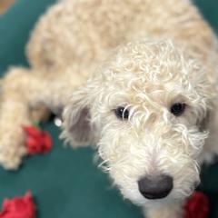 Labradoodles from The Doodle Estate