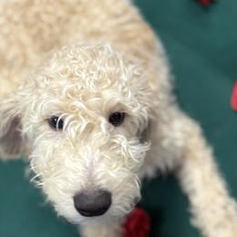 Labradoodles from The Doodle Estate