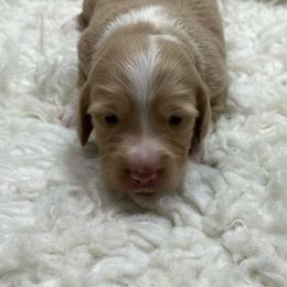 Sugar - Piebald female Dachshund puppy in Council Hill, Oklahoma from Rocky Springs Ranch