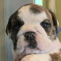 Bulldogs from Heavensent Bulldogs
