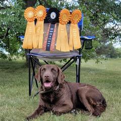 Journey - Chesapeake Bay Retriever