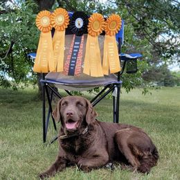 Journey - Chesapeake Bay Retriever