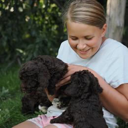 Brown girl - Brown female Lagotto Romagnolo puppy in Lake City, Michigan from Michigan Lagotto