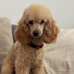 Poodles from Midwest Miniature Poodles