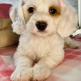 Australian Labradoodle Puppies from Eagle Ridge Australian Labradoodles