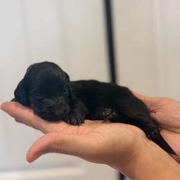 Siena - Black female Dachshund puppy in Surprise, Arizona from D&C Royal Dachshunds LLC