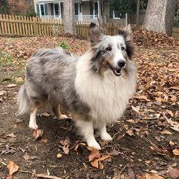 Charm - Shetland Sheepdog