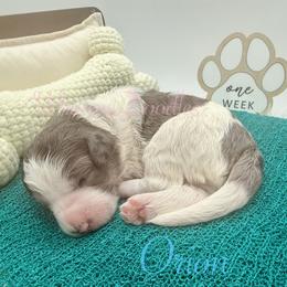 Orion - Blue merle male Bernedoodle puppy in Omaha, Nebraska from Whimsy Doodles
