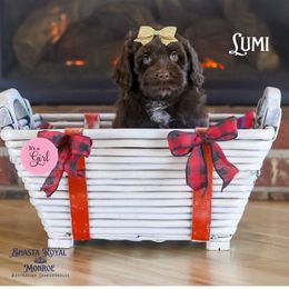 Lumi - Chocolate female Australian Labradoodle puppy in Redding, California from Shasta Royal Monroe Puppies