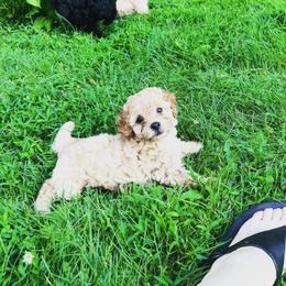 Poodle and Yorkshire Terrier Puppies from Keystone Poodles