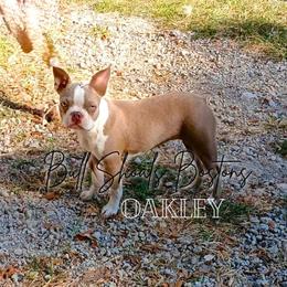 Oakley - Boston Terrier