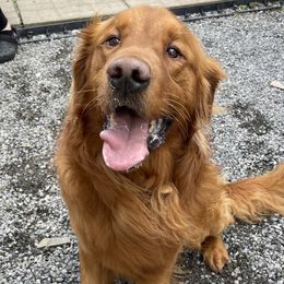 Kinser - Golden Retriever