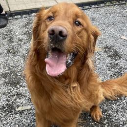 Kinser - Golden Retriever
