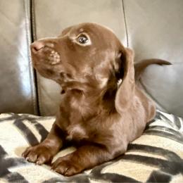 Chocolate girl - Chocolate female Dachshund puppy in Orlando, Florida from Weiner Wunderland of Central Florida