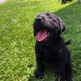 Labrador Retriever Puppies from Rocky Creek Labs
