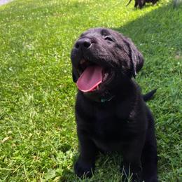Labrador Retriever Puppies from Rocky Creek Labs