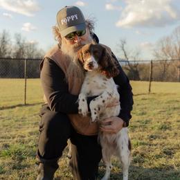 English Springer Spaniel puppies from Southern Springers