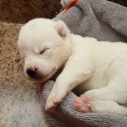 Siberian Husky Puppies from Little Handsome Siberians