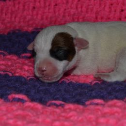 Jack Russell Terrier Puppies from Smokin Pistol Jack Russell Terriers