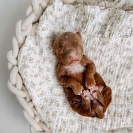 Key - Red  female Goldendoodle puppy in Syracuse, Indiana from The Doodle Cove