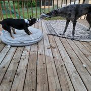 Australian Koolie All Grown Up from Tenacious Dogs