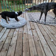 Australian Koolie All Grown Up from Tenacious Dogs