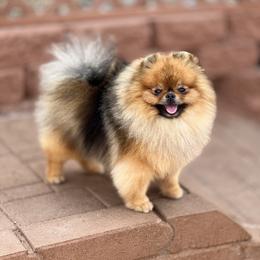 Talisman - Pomeranian
