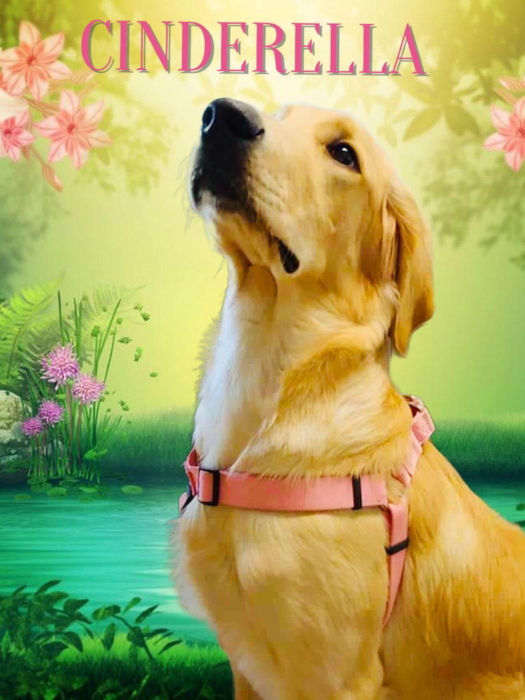 CINDERELLA